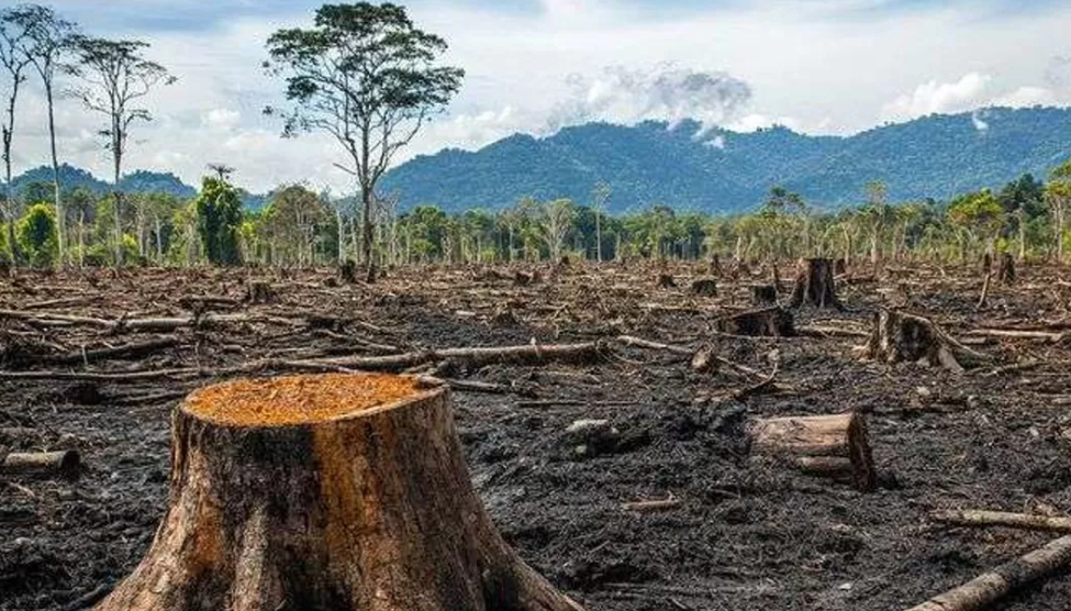 Desakan Audit Kredit Bank BUMN: IAW Soroti Dana Publik dan Perusahaan Perusak Lingkungan