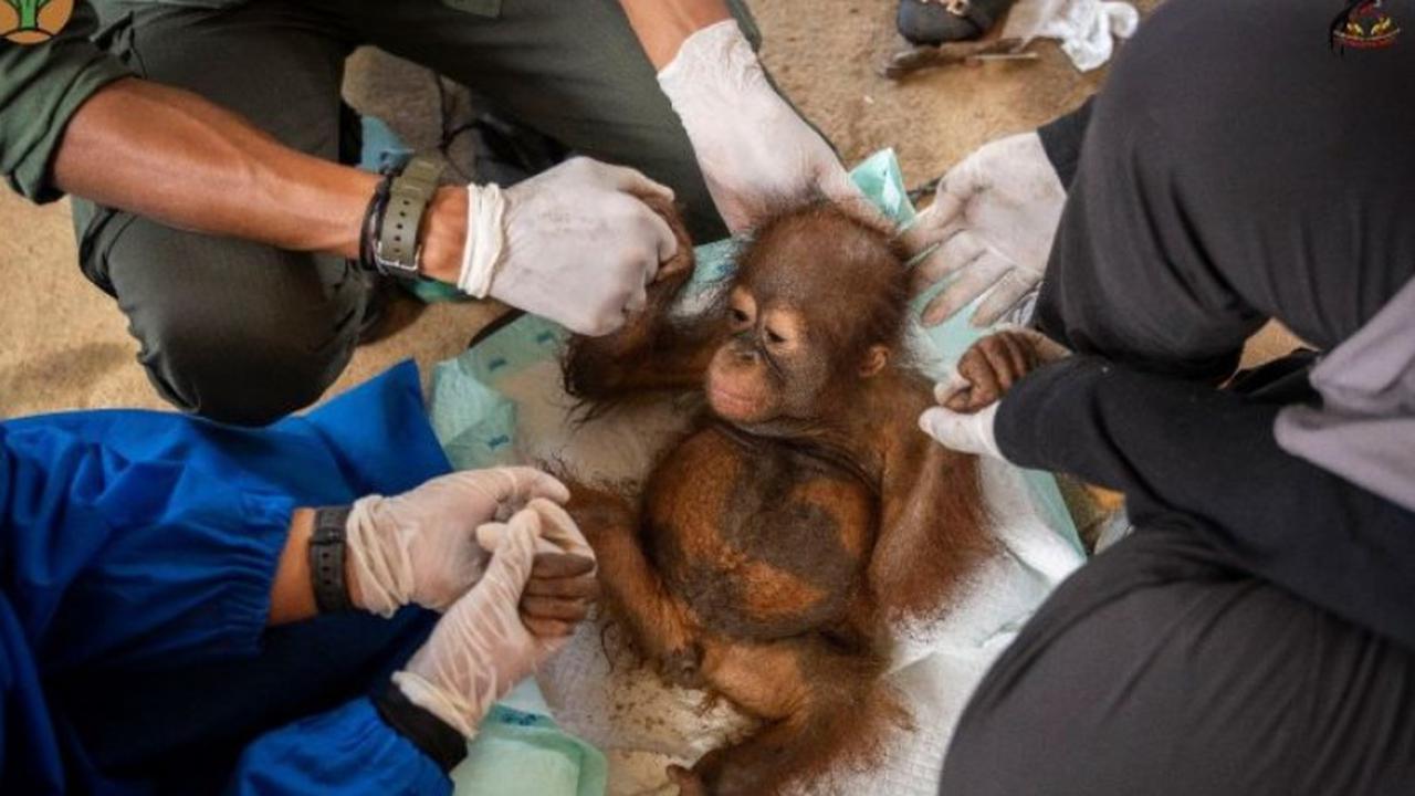 Bayi Orangutan Randy Ditemukan Terkurung di Tambang Ilegal, Induk Diduga Tewas Tragis