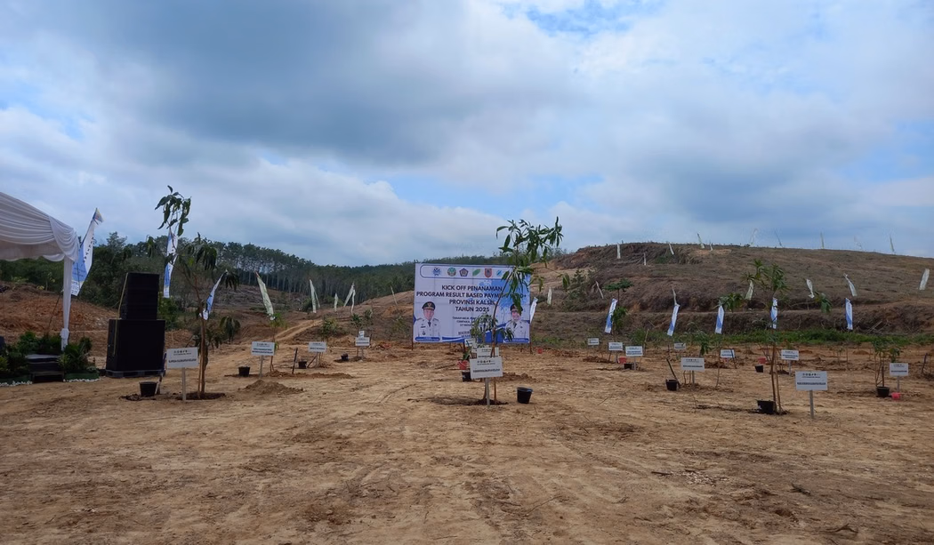 Paradoks REDD+: Pembabatan Hutan Sehat di Kalsel Picu Kritik Tajam