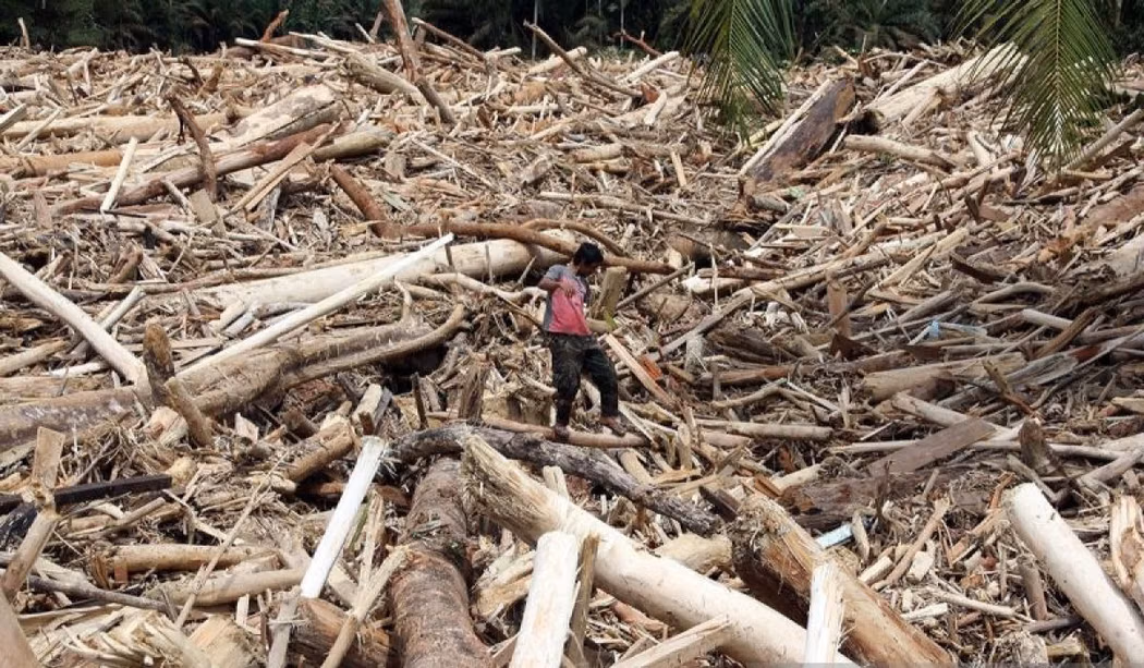 KLHK Konfirmasi: Kayu Terseret Banjir Sumatera Utara Murni Hasil Penebangan Manusia