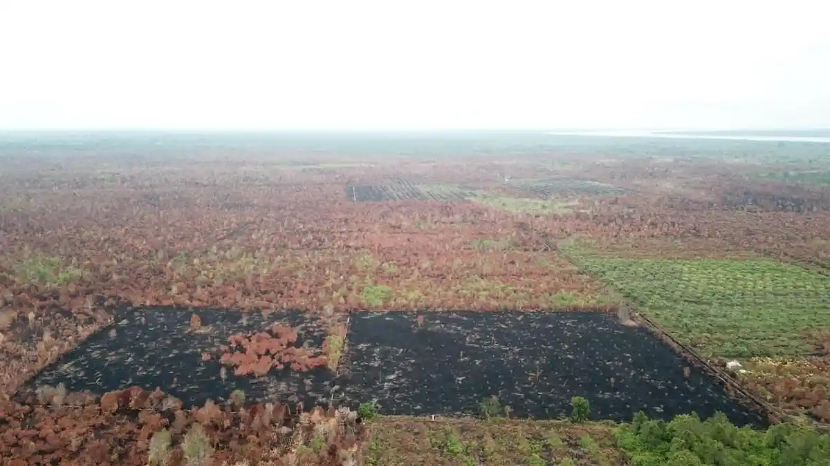 Karhutla Membara di Dumai dan Kampar: Riau Tetapkan Status Siaga Darurat