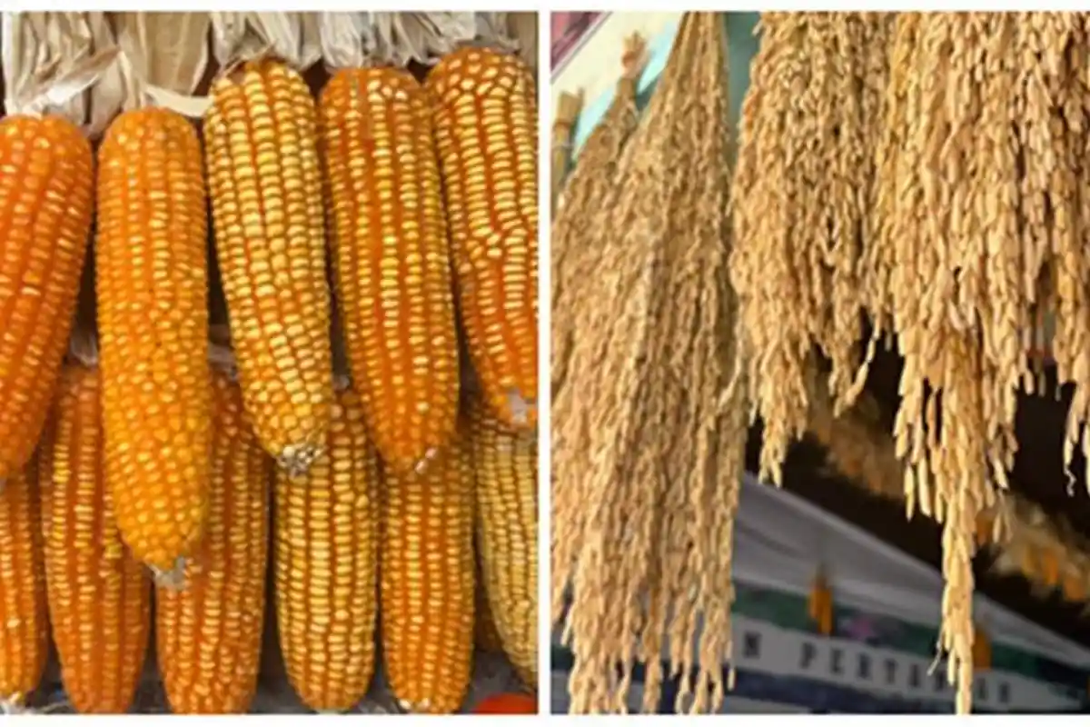 Kontribusi Batubara di Malinau Turun, Tiga Subsektor Pertanian Dirancang Imbangi Dominasi Tambang